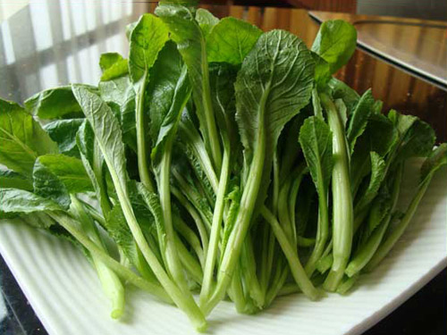 芥菜苗配送