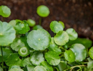 金錢草的功效與作用 金錢草對人體的好處